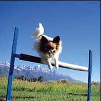 ActiveDogs Aluminum Dog Agility Training Hurdle 4"-26" Jump, Adjustable - Image 3