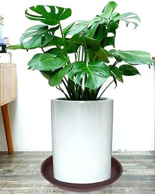 6 Pack of 8 inch Plant Saucer, Heavy Duty Plastic Plant Water Tray 8 inch Round - Image 4