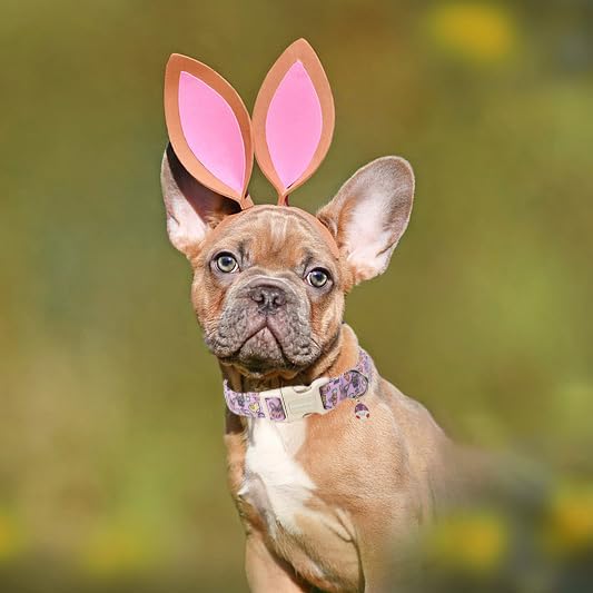 Lionet Paws Easter Dog Collar- Cute Easter Egger Bunny Purple Dogs Collars - Image 2