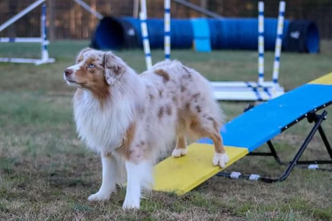 Better Sporting Dogs Practice See Saw | Dog Agility Teeter | Dog Agility - Image 9