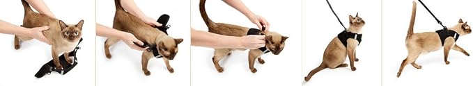 Metal Free Leash Harness Designed - Image 3