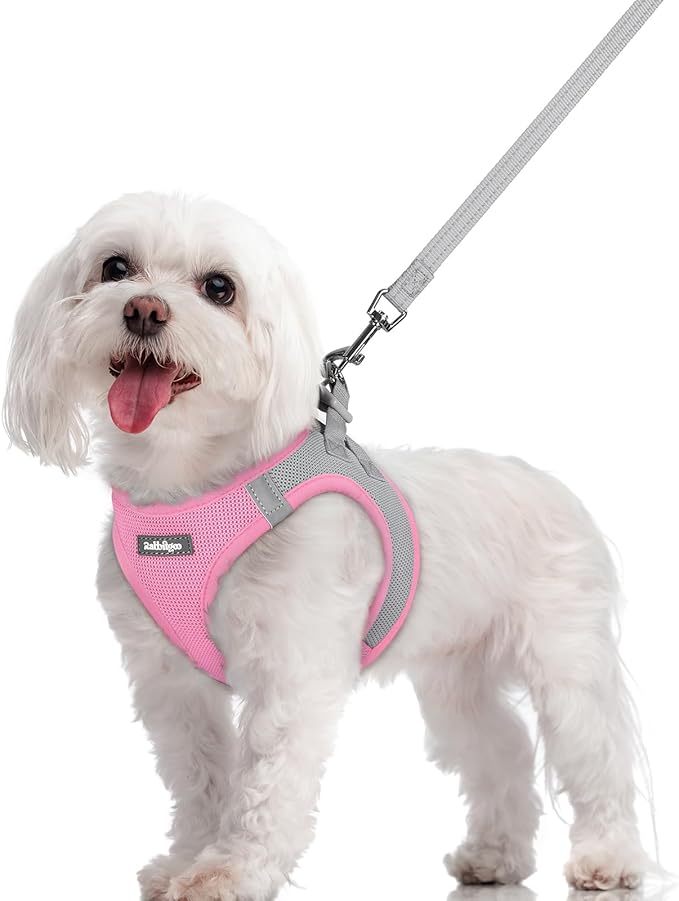 rabbitgoo Dog Harness Small Sized and Leash Set, Step in Soft Light Puppy Vest by rabbitgoo