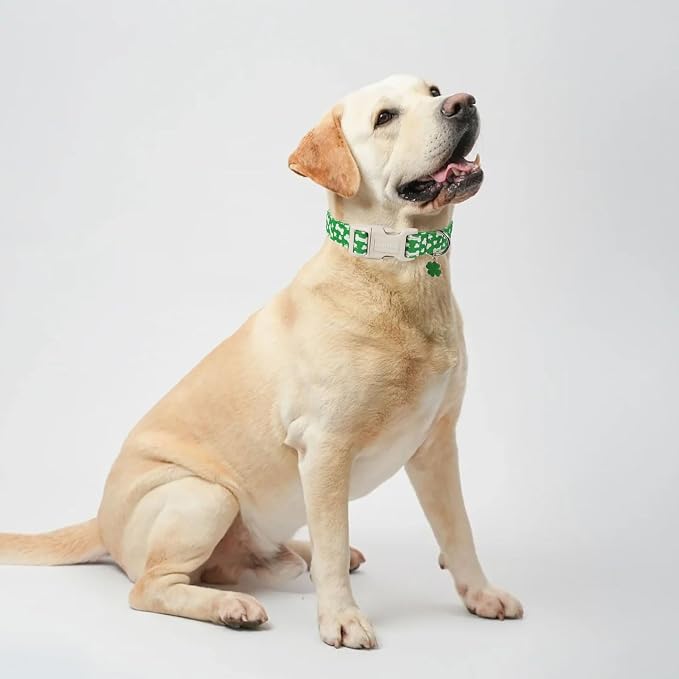 Lionet Paws St. Patrick Dog Collar- Cute Clover Bone Green Dog Collars - Image 5