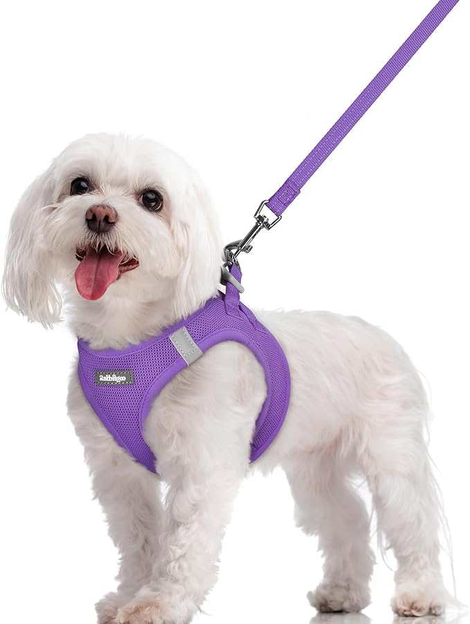 rabbitgoo Dog Harness Small Sized and Leash Set, Step in Soft Light Puppy Vest by rabbitgoo