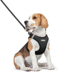 rabbitgoo Dog Harness Small Medium Sized and Leash Set, Step in Soft Light by rabbitgoo