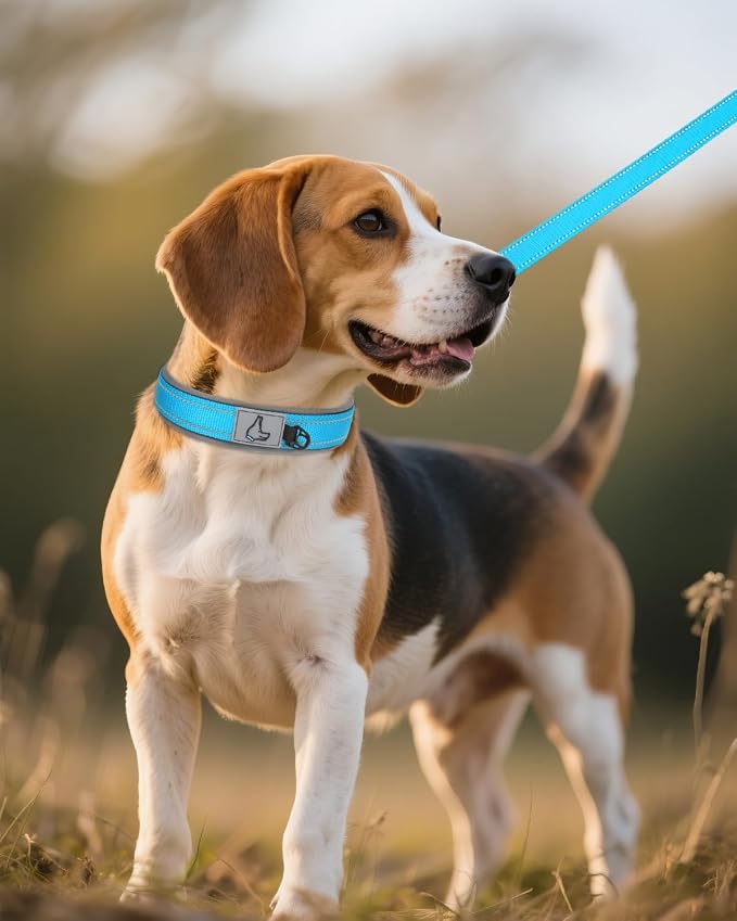 Joytale Dog Collar for Medium Dogs, Neoprene Padded and Adjustable, Reflective - Image 6