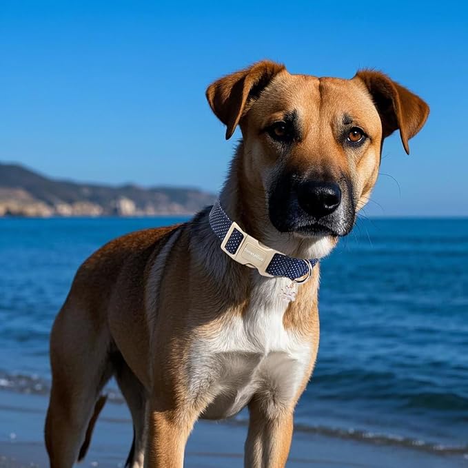 Lionet Paws Boy Dog Collar- Cute Navy Blue Dog Collars - Image 3