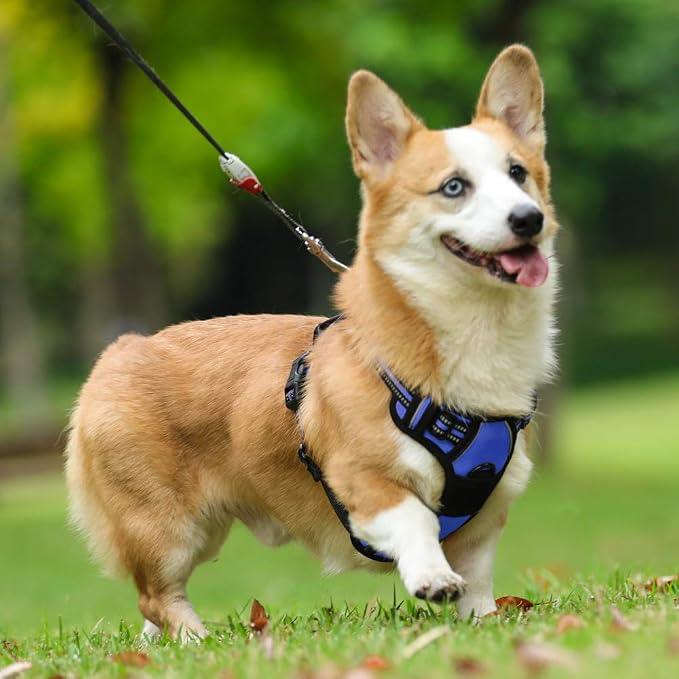 rabbitgoo Dog Harness No Pull - Image 8