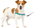 PetSafe Easy Walk Harness for Dogs by PetSafe