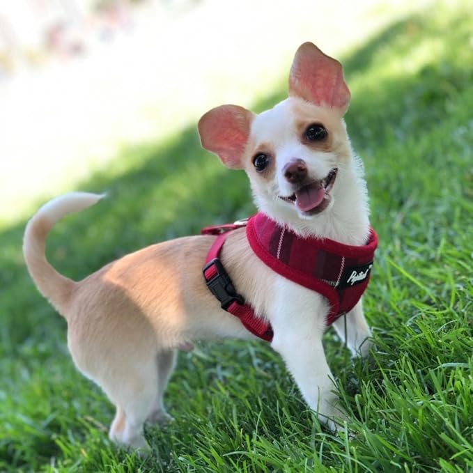 PUPTECK Soft Mesh Dog Harness and Leash Set Pet Puppy Cat Comfort Padded Vest - Image 6
