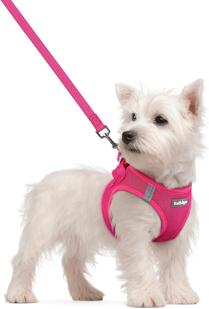 rabbitgoo Dog Harness Small Sized and Leash Set, Step in Soft Light Puppy Vest by rabbitgoo