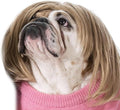 Funny Cosplay Wig for Dog, Headwear Apparel, Pet Costumes, Cat Dress up for by Unknown