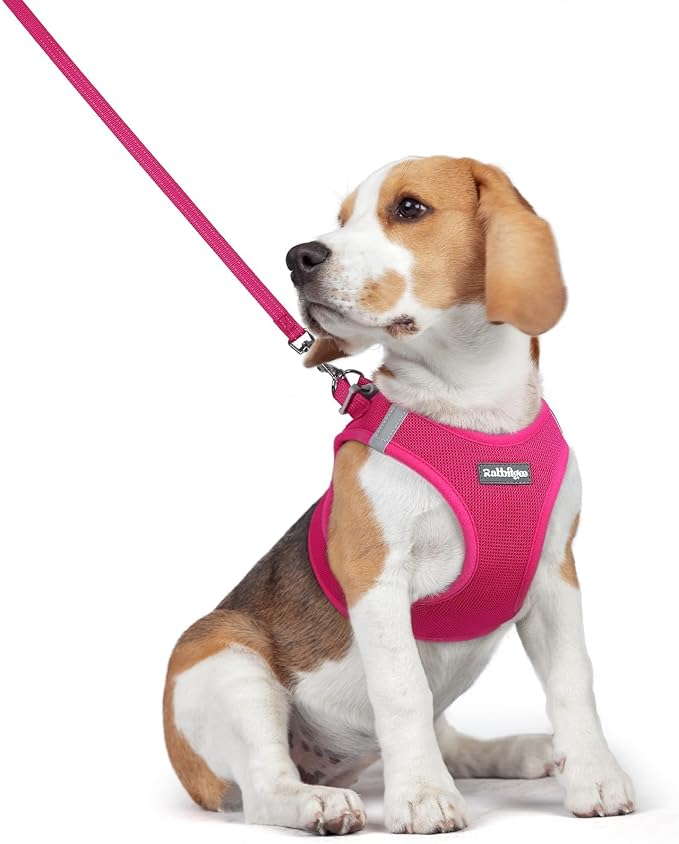 rabbitgoo Dog Harness Small Medium Sized and Leash Set, Step in Soft Light by rabbitgoo