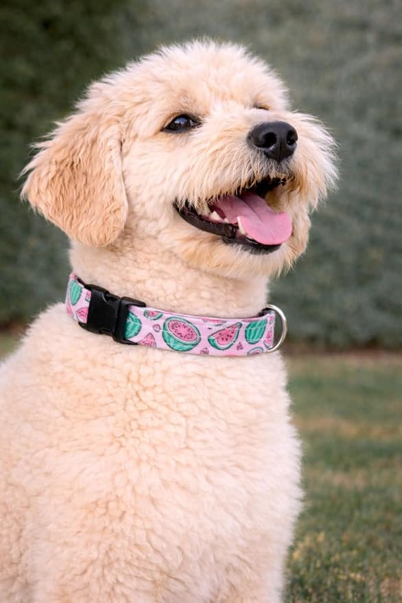 The Watermelon in Pink Dog Collar) - Image 2