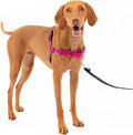 PetSafe Easy Walk Harness for Dogs by PetSafe