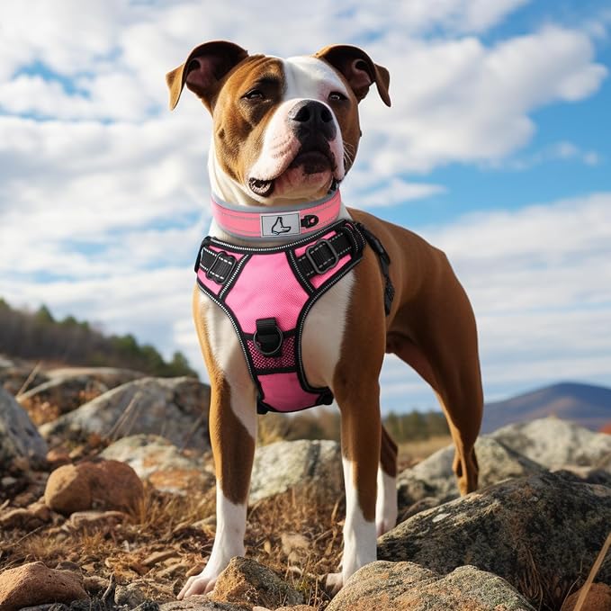 Joytale Dog Collar for Medium Dogs, Neoprene Padded and Adjustable, Reflective - Image 3