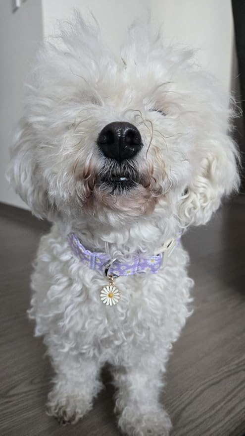 Lionet Paws Floral Dog Collar- Cute Daisy Purple Dog Collars - Image 5