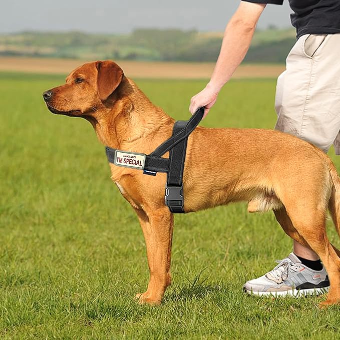 Annchwool No Pull Dog Harness - Image 6