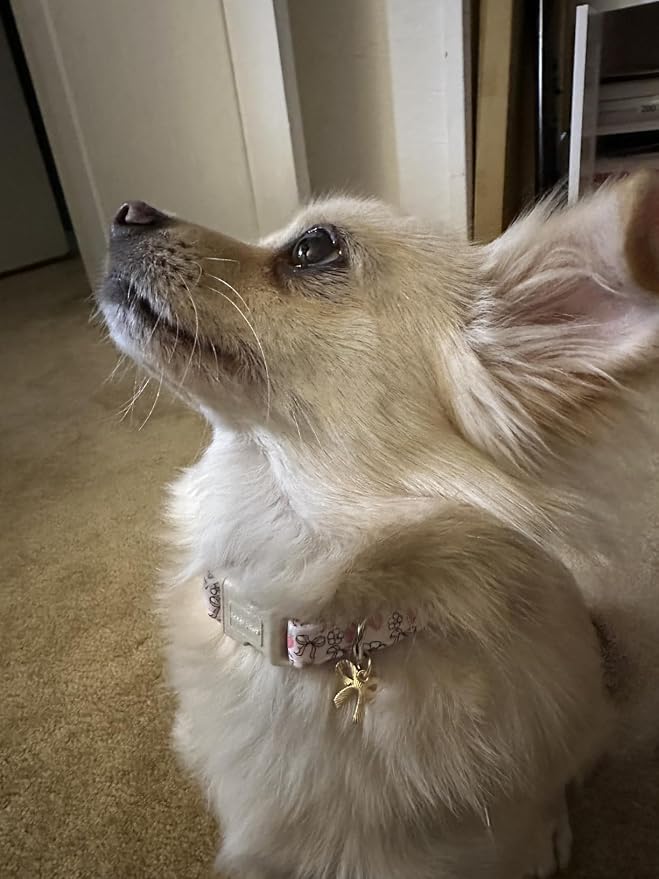 Lionet Paws Spring Dog Collar- Cute Strawberry Pink Dogs Collar - Image 7