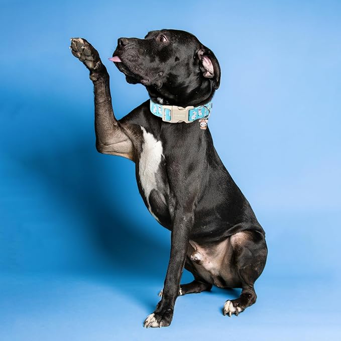 Lionet Paws Easter Dog Collar, Comfortable Adjustable Blue Rabbit Collar - Image 4
