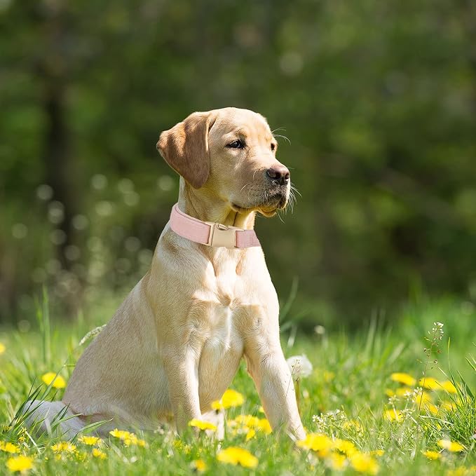 Soft Cotton Dog Collar with Metal Buckle Adjustable Heavy Duty Comfy Corduroy - Image 5