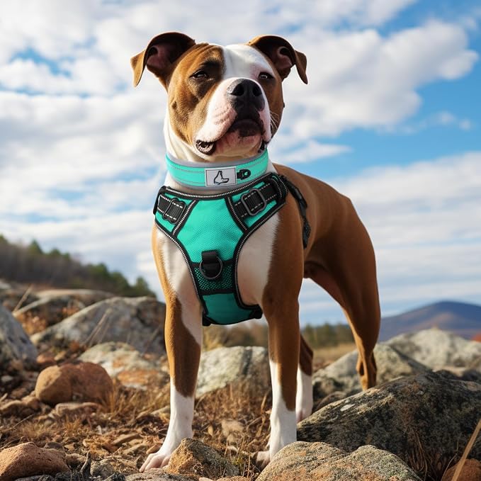 Joytale Dog Collar for Medium Dogs, Neoprene Padded and Adjustable, Reflective - Image 3