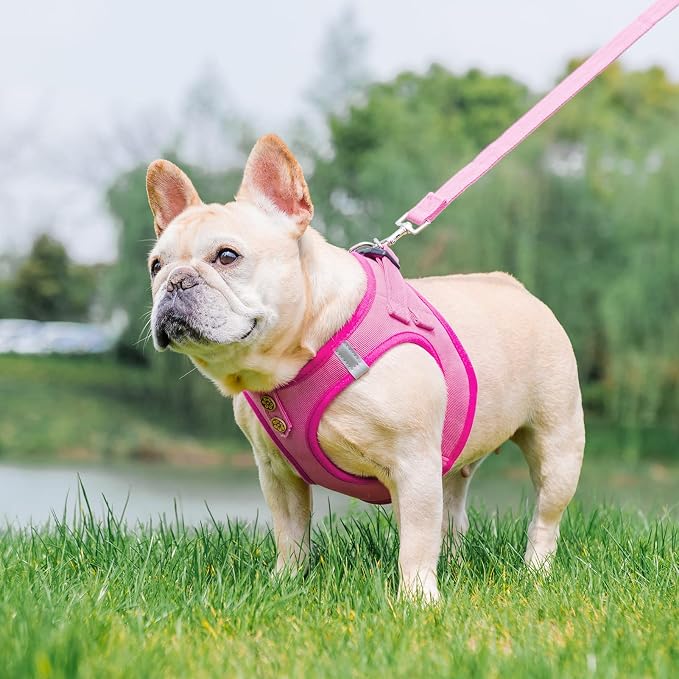 PUPTECK Dog Harness and Leash Set - Image 2