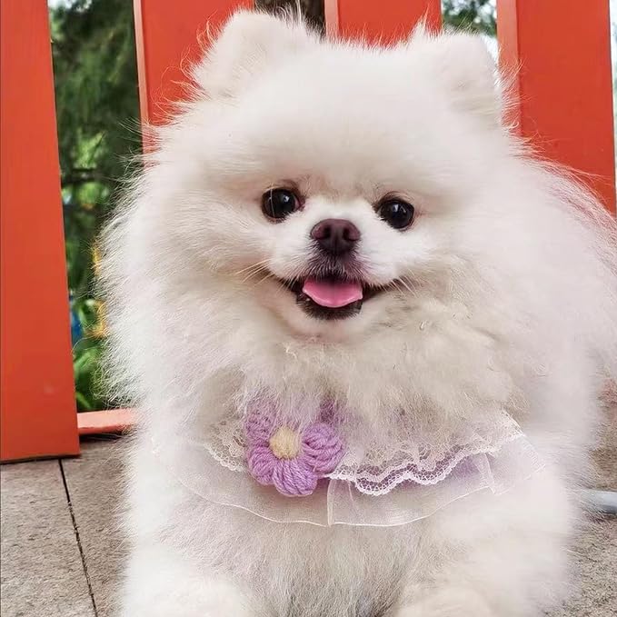 Cat Harness Collar and Leash Set, Sweet Lace Floral Kitten Collar, Escape Proof - Image 7