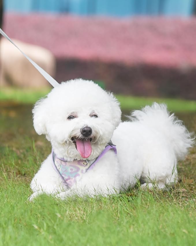 Dog Harness for Small Medium Dogs No Pull, Cat Harness and Leash Set, Step in - Image 2