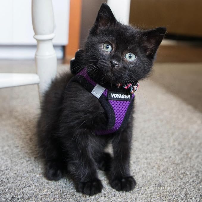 Best Pet Supplies Voyager Step-in Air Harness - Image 7