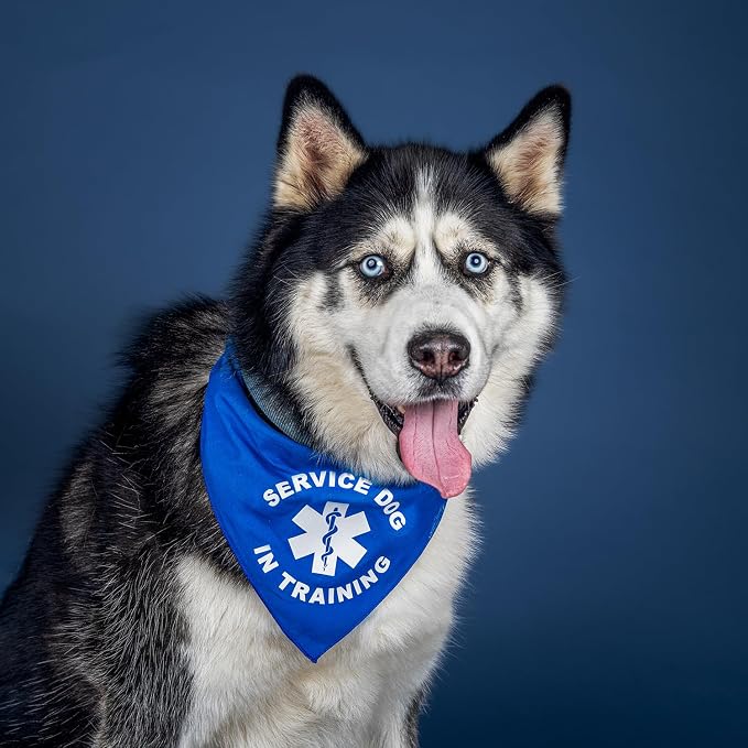 Service Dog in Training Dog Bandana GB - Image 2