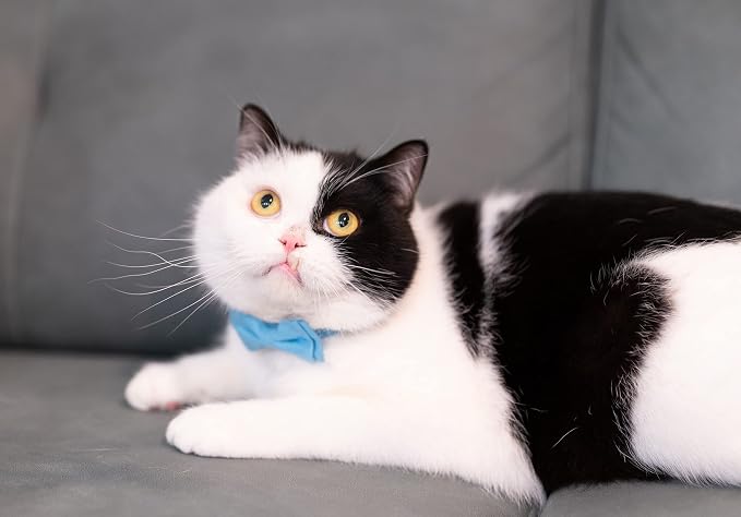 Cat Collar Breakaway Bowtie Safety - Image 2