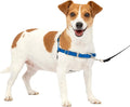 PetSafe Easy Walk Harness for Dogs by PetSafe