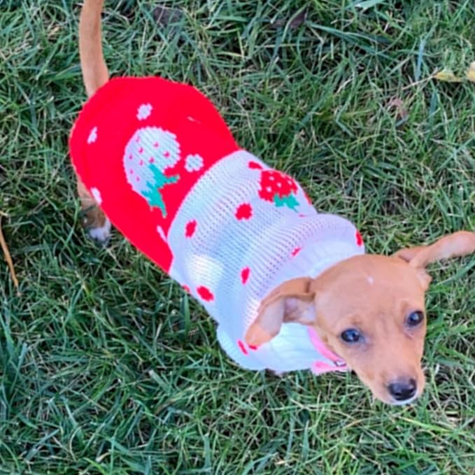 CHBORCHICEN Pet Dog Sweaters Classic Knitwear Turtleneck Winter Warm Puppy - Image 3