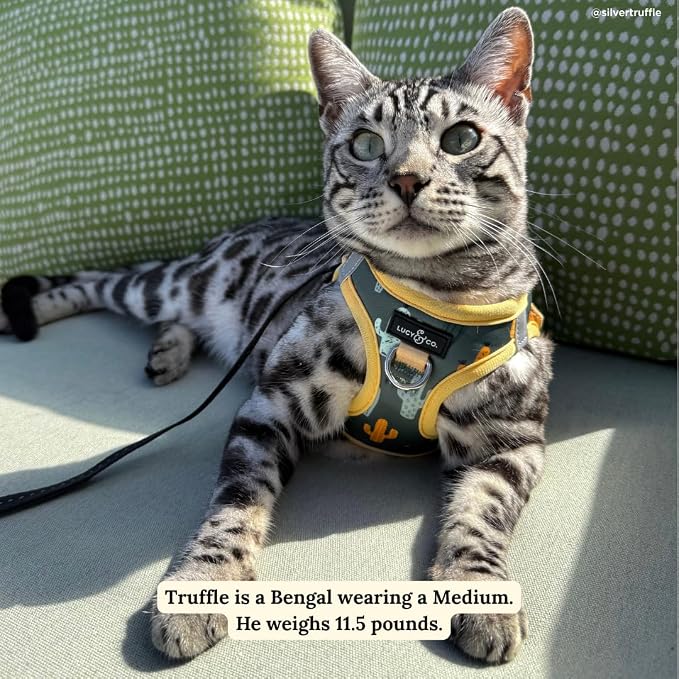 Lucy & Co. Looking Sharp Step-in Cat Harness & Leash Bundle – Reflective - Image 7