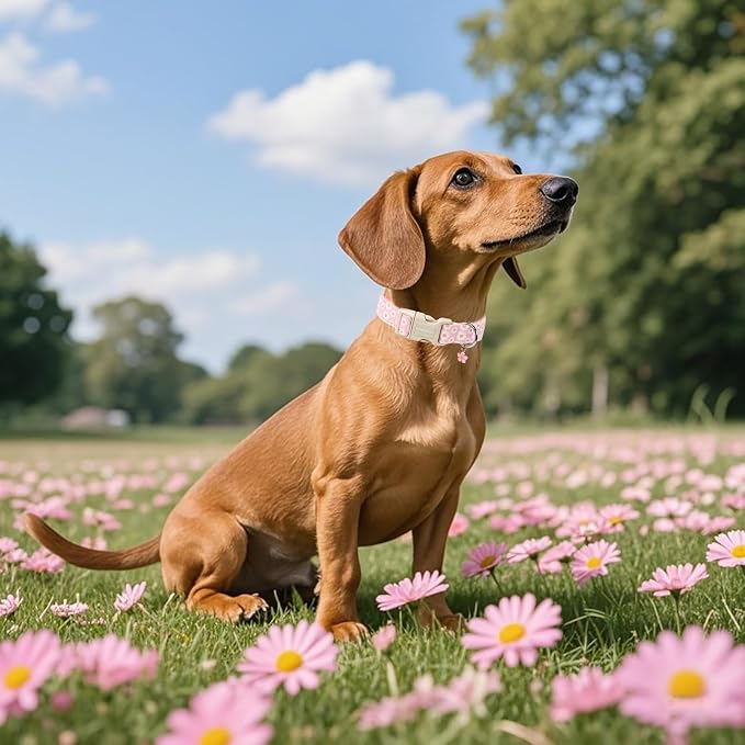 Lionet Paws Floral Dog Collar- Cute Daisy Pink Dog Collars - Image 4