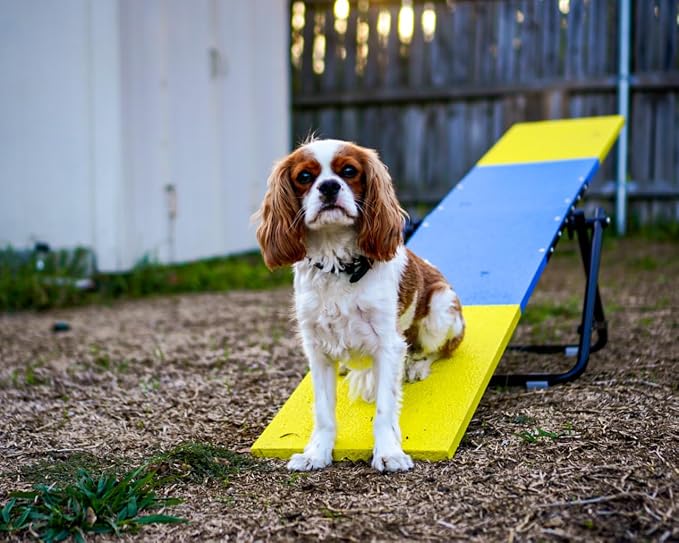 Better Sporting Dogs Practice See Saw | Dog Agility Teeter | Dog Agility - Image 8