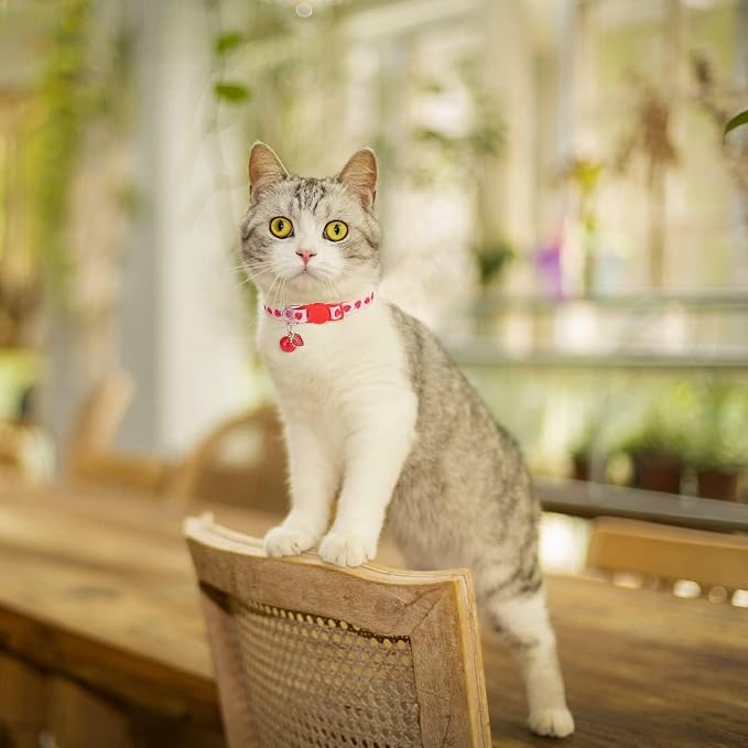 BINGPET Breakaway Cat Collar - Image 2