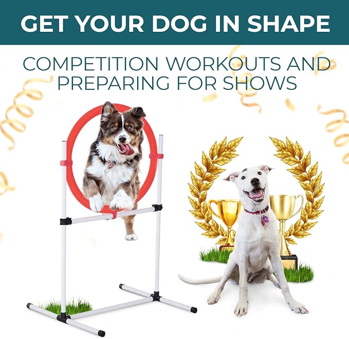 Dog Agility Training Equipment - Image 3