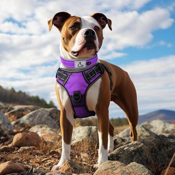 Joytale Dog Collar for Medium Dogs, Neoprene Padded and Adjustable, Reflective - Image 3