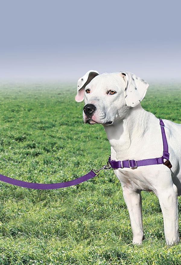 PetSafe Easy Walk Harness for Dogs - Image 2