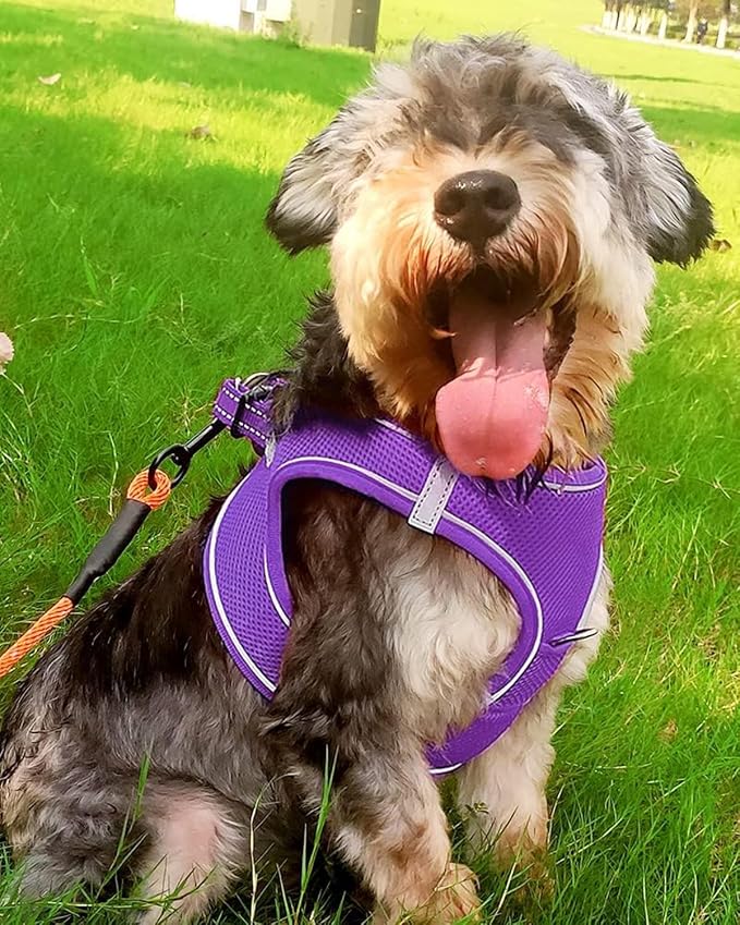 Joytale Small Dog Harness, Breathable Mesh Step-in Vest, Reflective Soft Padded - Image 2
