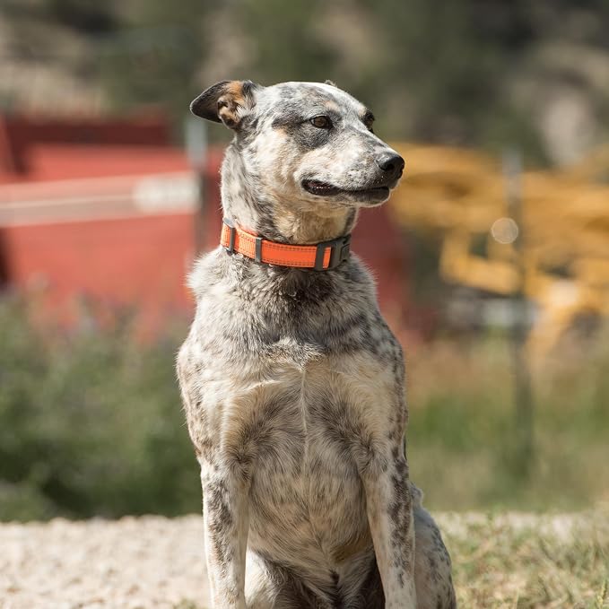 Browning Classic Preformance Webbing Pet Collar, Fully Adjustable, Available in - Image 6