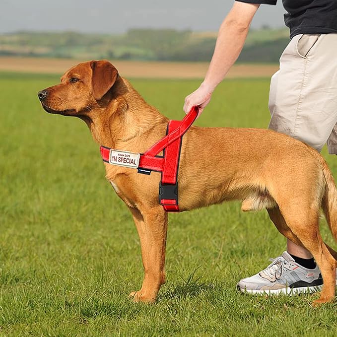 Annchwool No Pull Dog Harness - Image 5