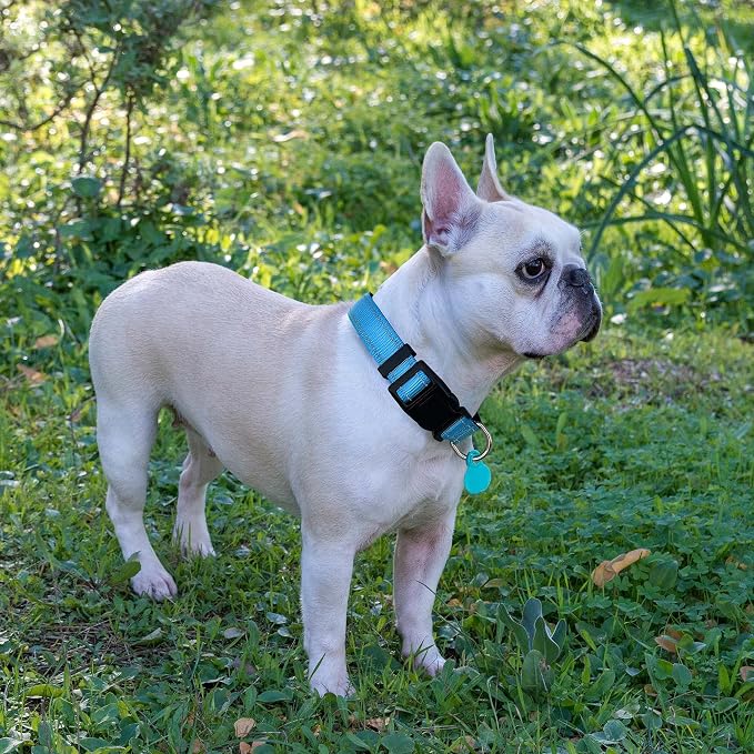 Reflective Dog Collar Padded - Image 5