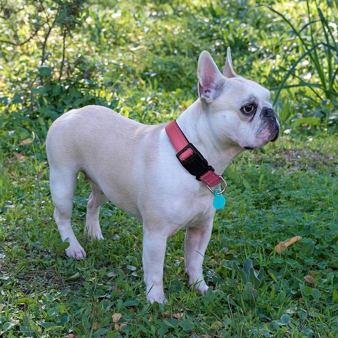 Reflective Dog Collar Padded - Image 5