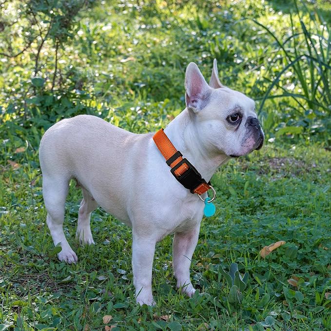 Reflective Dog Collar Padded - Image 4