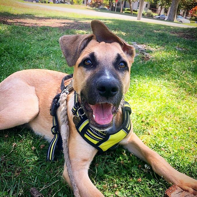 rabbitgoo Dog Harness No Pull - Image 8