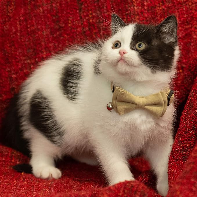 Cat Collar Breakaway Bowtie Safety - Image 4