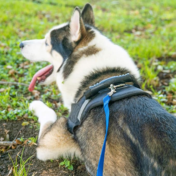 Hi Kiss Dog/Puppy Obedience Recall Training Agility Lead - 15ft 20ft 30ft 50ft - Image 5